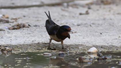 Barn Swallow