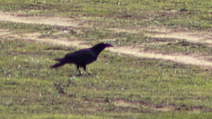 Northern Raven