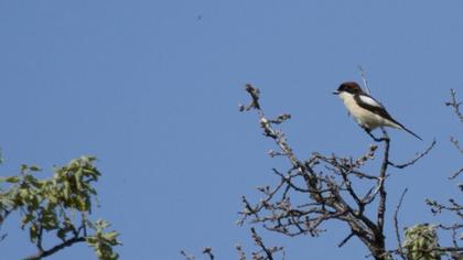 Woodchat Shrike