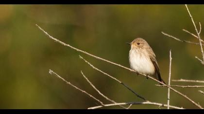 Spotted Flycatcher