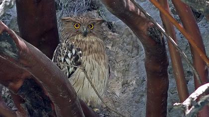 Brown Fish Owl