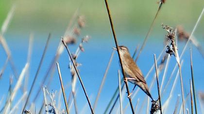Savi`s Warbler