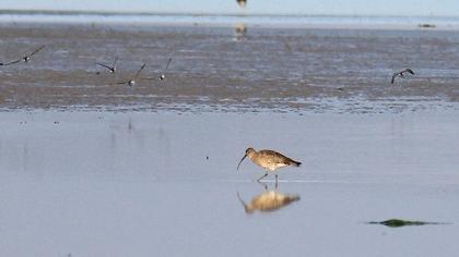 Eurasian Curlew
