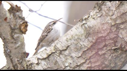 Short-toed Treecreeper