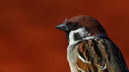 Eurasian Tree Sparrow