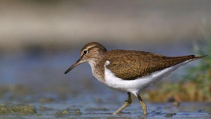 Common Sandpiper
