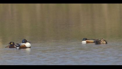 Northern Shoveler
