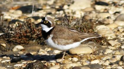 Little Ringed Plover