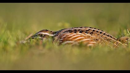Common Quail