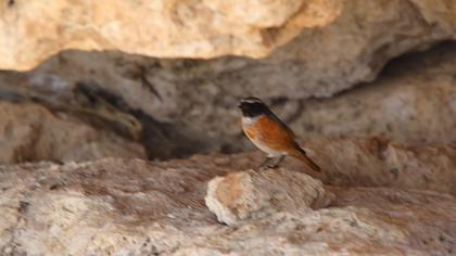 Common Redstart