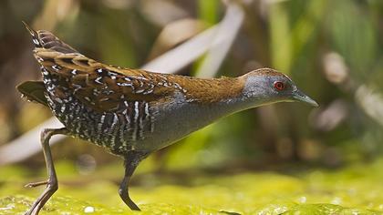 Baillon`s Crake