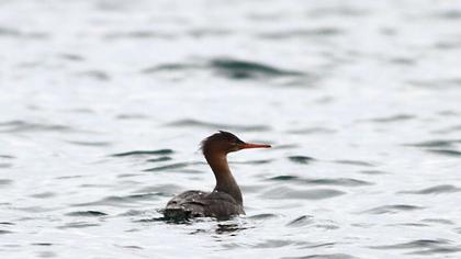 Red-breasted Merganser