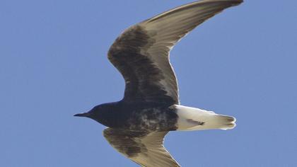 White-winged Tern