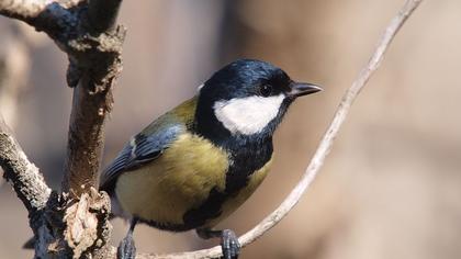 Great Tit