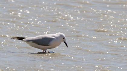 Slender-billed Gull