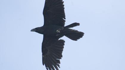 Northern Raven