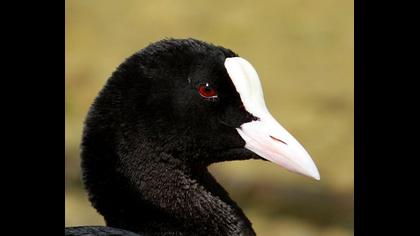 Eurasian Coot