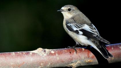 Semicollared Flycatcher