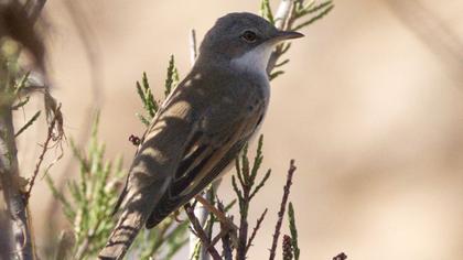 Common Whitethroat