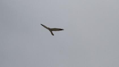 Pallid Harrier