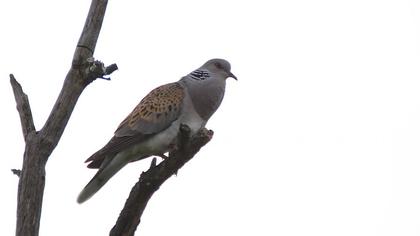 European Turtle Dove