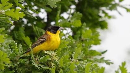 Black-headed Bunting