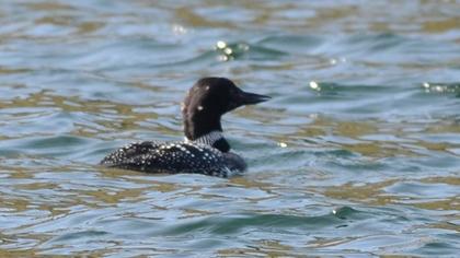 Great Northern Loon