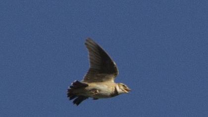 Bimaculated Lark