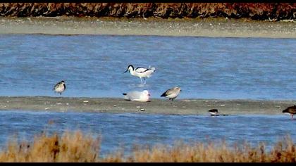 Pied Avocet