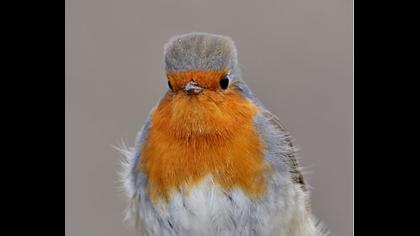 European Robin