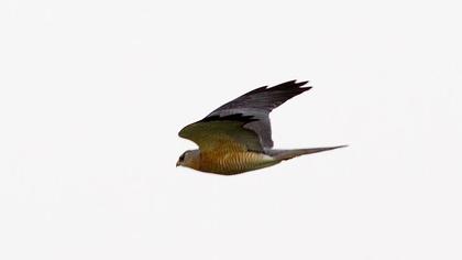 Levant Sparrowhawk
