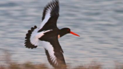 Eurasian Oystercatcher