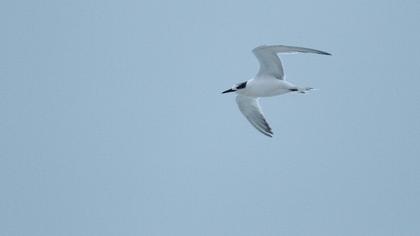 Sandwich Tern