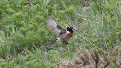 Siberian Stonechat