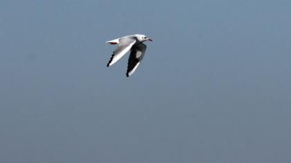 Black-headed Gull
