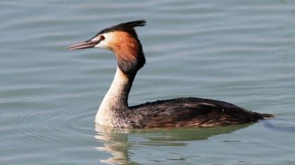 Great Crested Grebe