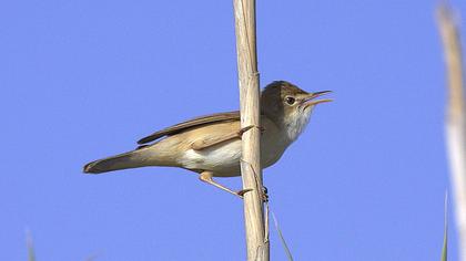 Eurasian Reed Warbler