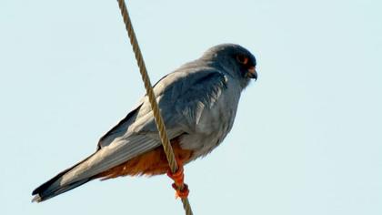 Red-footed Falcon