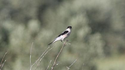 Lesser Grey Shrike