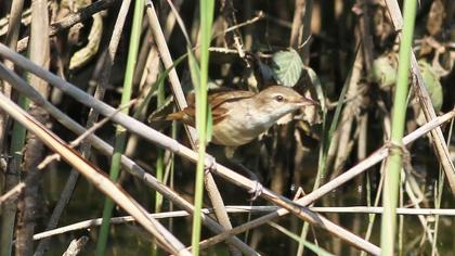 Great Reed Warbler