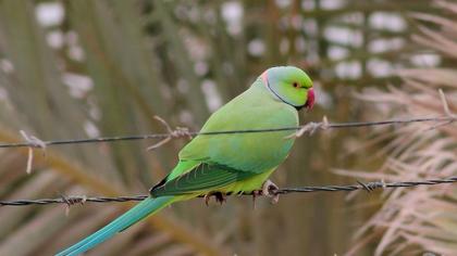 Rose-ringed Parakeet