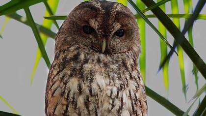 Tawny Owl