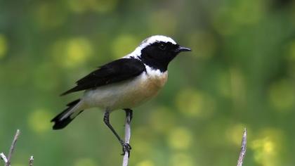 Black-eared Wheatear