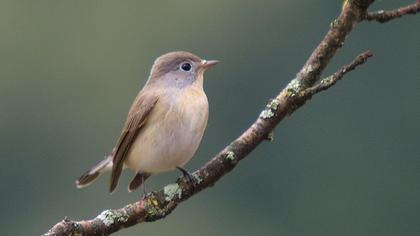 Red-breasted Flycatcher