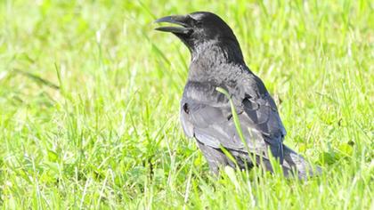 Carrion crow
