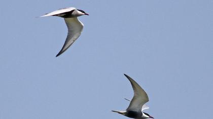 Whiskered Tern
