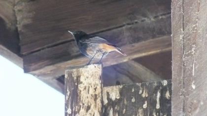 Black Redstart