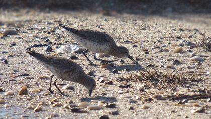 Curlew Sandpiper