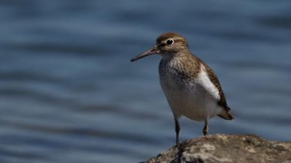 Common Sandpiper