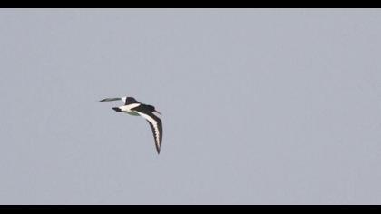 Eurasian Oystercatcher